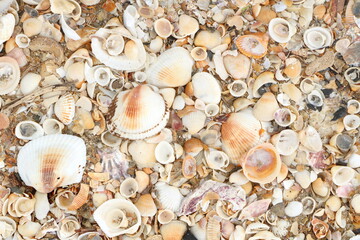 Many dirty broken sea shells background