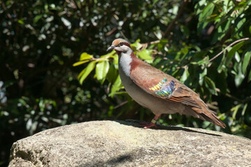 Sydney Australia, Australian native Brush bronzewing pigeon standing on rock in sunshine