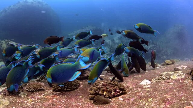 parrot fish eat corals