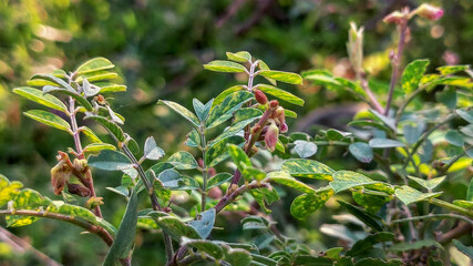 selective focus on small red flower and green leaves