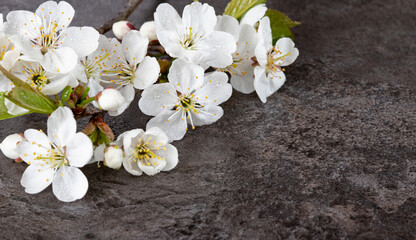 Fototapeta na wymiar Branch with cherry flowers on a dark background. Copy space