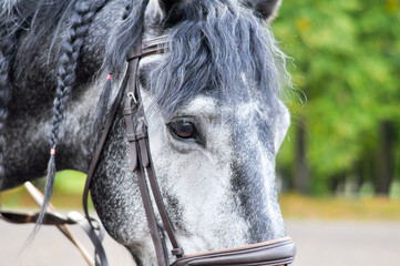 Closeup portrait of the horse in the stable.