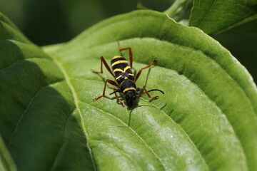 Wespenbock - Clytus arietis