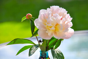 White peony on the green background.