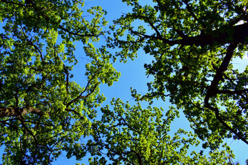 
crowns of oaks with green leaves from bottom to top