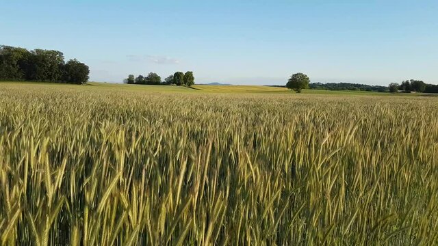 coup de vent dans les bl&eacute;s vert au printemps 