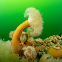 Frilled anemone (Metridium senile) on a shipwreck in the Baltic sea