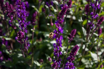 Lilac purple Meadow sage Salvia nemorosa and bee. Violet inflorescence of Meadow sage. Beautiful and fragrant flowers in June and bee.
