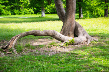 deep-rooted tree in the English Garden