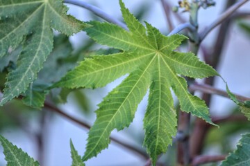 close up of green leaves