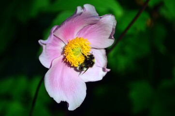 Anemone hupehensis visited by a bee