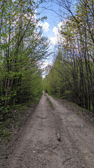forest road in spring afternoon, Ukraine