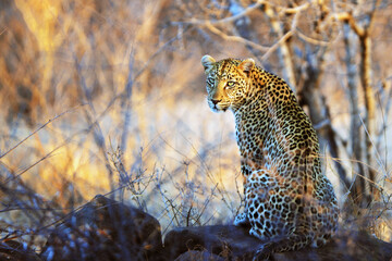 Leopard at dusk in the Kruger National Park, Leopard in der Abenddämmerung im Krüger Nationalpark