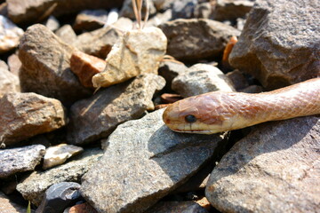 The dead snake is lying on the rocks, the train has passed it