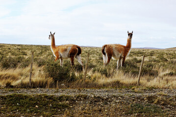 Naklejka na ściany i meble Two symmetrical Llamas Guanacos in Patagonia