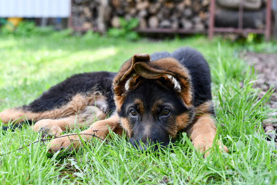 German shepherd 3-month-old puppy laying on the grass.