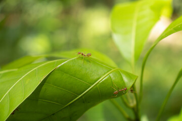 ant on green leaf