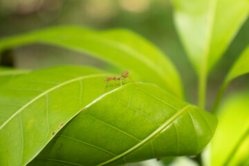 green leaf have red ants on leaf.