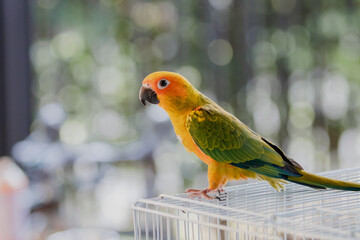 Parrot