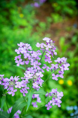 Hesperis matrolnalis flowers blooming in the garden. Selective focus. Shallow depth of field.
