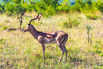 Naklejka na ściany i meble Impala - African antelope graze