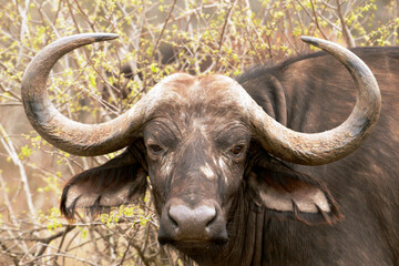 Cape buffalo, Kruger National Park, South Africa,Kapbüffel, Krüger-Nationalpark, Südafrika