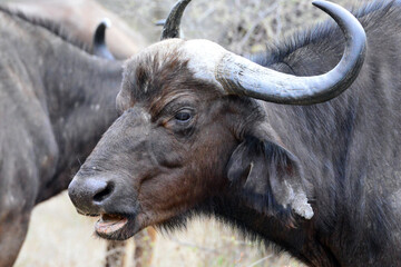 Cape buffalo, Kruger National Park, South Africa,Kapbüffel, Krüger-Nationalpark, Südafrika