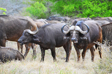 Cape buffalo, Kruger National Park, South Africa,Kapbüffel, Krüger-Nationalpark, Südafrika