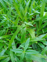 Obraz premium Spring fresh green grass close-up only grown after winter in early morning