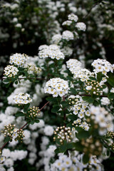 White flowers in the garden