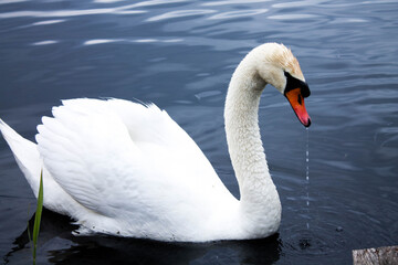 White swan on the water
