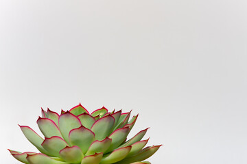 Naklejka na ściany i meble Succulent plant on a white background with copy space