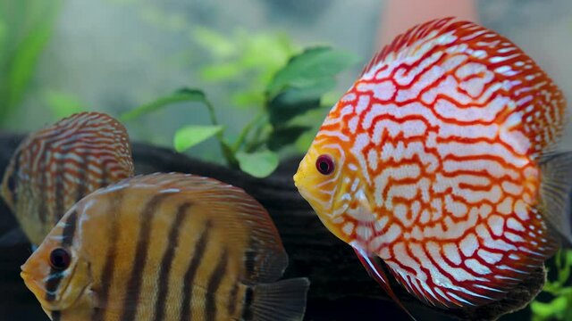 Close up view of discus fish swimming in planted aquarium. Tropical fishes. Beautiful nature backgrounds. Hobby concept.