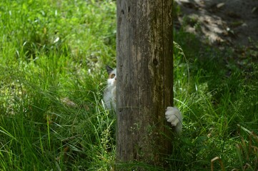 a cat hidden behind a tree