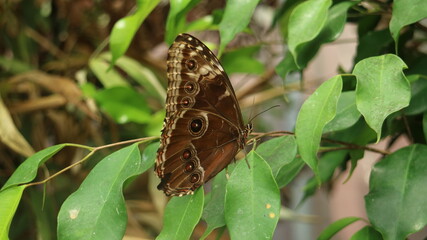 butterfly