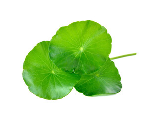 gotu kola, asiatic pennywort, centella asiatica, ayurveda herbal