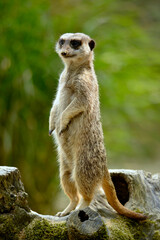Closeup of a meerkat (Suricata) standing on its hind legs on stump tree