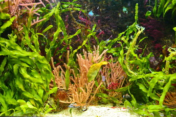 Obraz premium Stuttgart Wilhelma, #2255