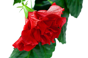 Branch of hibiscus rosa sinensis tree with red flower isolated on a white background.