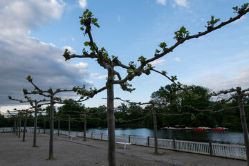 Ahornblättrige Platane, Platanus hispanica, an einem Teich im Kurpark von Bad Nauheim, Hessen.