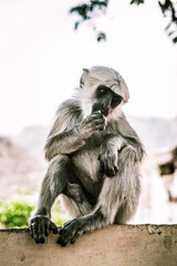 gray monkey sitting on a wall on asia street 3