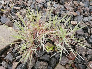 plants on the road and on stones

