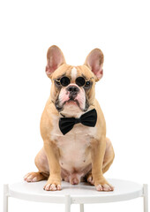 French Bulldog is wearing sunglasses and a black bow tie sitting on a white table
