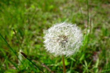 Dandelion seeds on a stalk ready for the wind to blow them into the surrounding nature