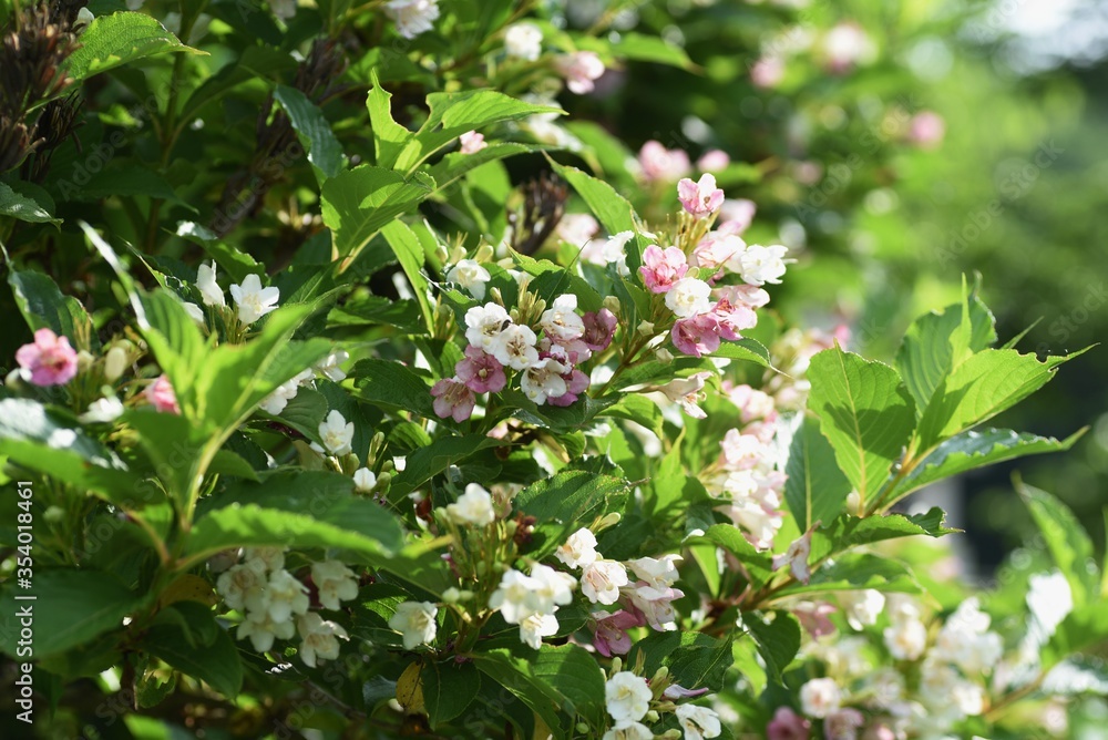 Wall mural weigela coraeensis flowers / caprifoliaceae deciduous shrub