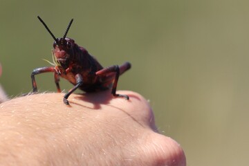 grasshopper