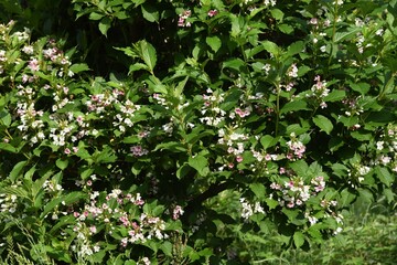 Weigela coraeensis flowers / Caprifoliaceae deciduous shrub