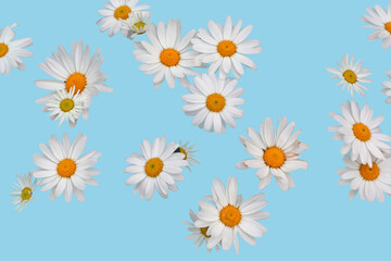 Top view daisy blossoms  on colored background