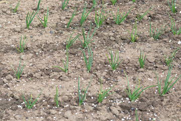 Daylight. bow. In the earth a sprout of greenery. Eco product. Close-up