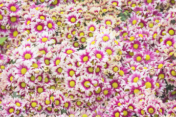 Colorful flower blooming in garden background top view